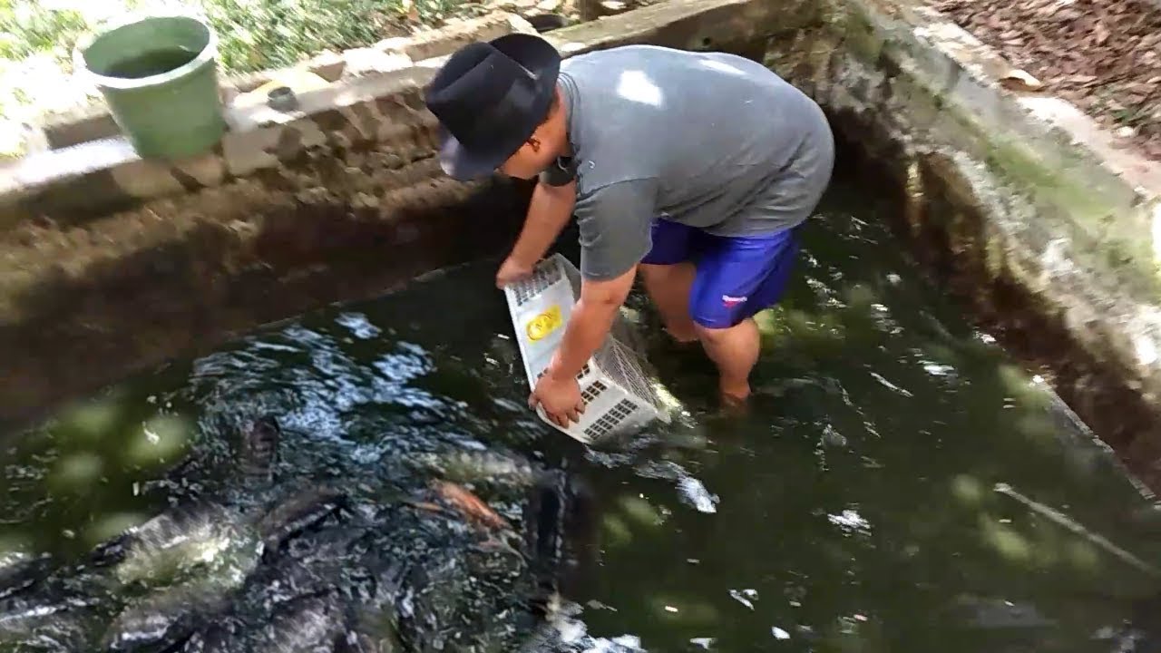 Panen Ikan Mujair Nila Jumbo Terbesar Di Kolam Belakang Rumah YouTube