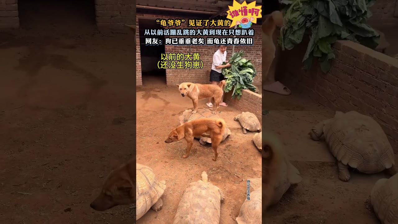 龟爷爷见证了大黄的一生狗已垂垂老矣而龟还青春依旧