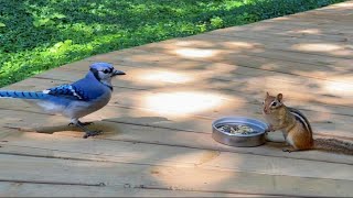 다람쥐와 블루제이 중 누가 서열이 더 높을까? Who's The Winner Between Chipmunk And Blue Jay?