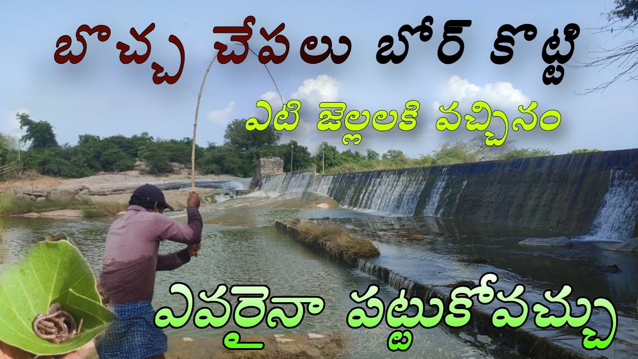 Big siz ఎటి జెల్ల చేపలు చాలా ఉన్నయ్ ఎవరైనా పట్టుకోవచ్చు