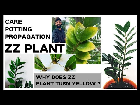 ZZ Plant ഇലകൾ മഞ്ഞ ആകുന്നുണ്ടോ / TIPS TO FOLLOW / ZZ PLANT CARE AND PROPAGATION/ English Subtitiles