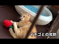 マンチカンのマーシャ（♂）、イチゴとの攻防