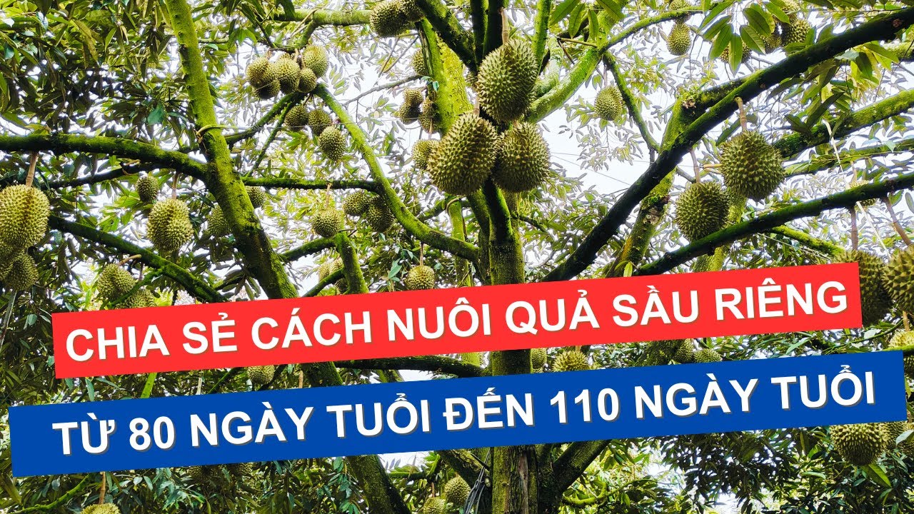 CHIA SẺ CÁCH CHĂM TRÁI SẦU RIÊNG TỪ 80 - 110 NGÀY