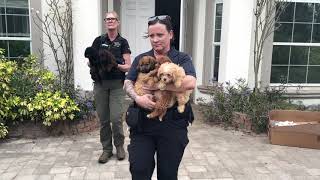 Woman Arrested for Illegally Breeding and Selling Dogs | Collier County Sheriff's Office