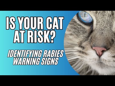 Video: Hur man känner igen symptom på Cat Scratch Disease (med bilder)