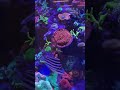 A lot happening in our saltwater tank today!🪸 #reeftank #marinetank #aquariumfish #aquascaping