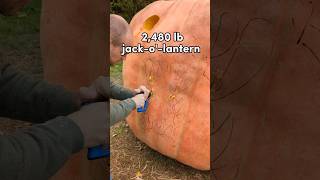 2480 lb Giant Pumpkin jacko'lantern (1125 kg)