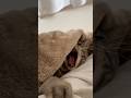 あくびの音