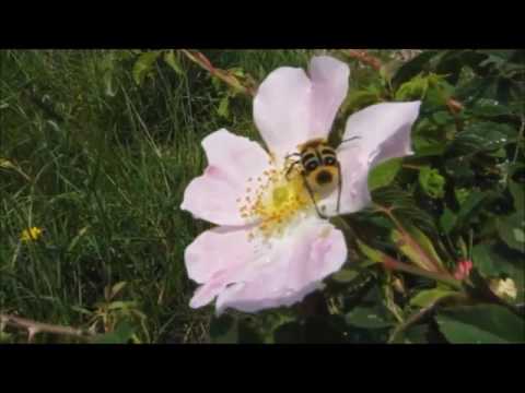Video: Seznam zástupců Coleoptera