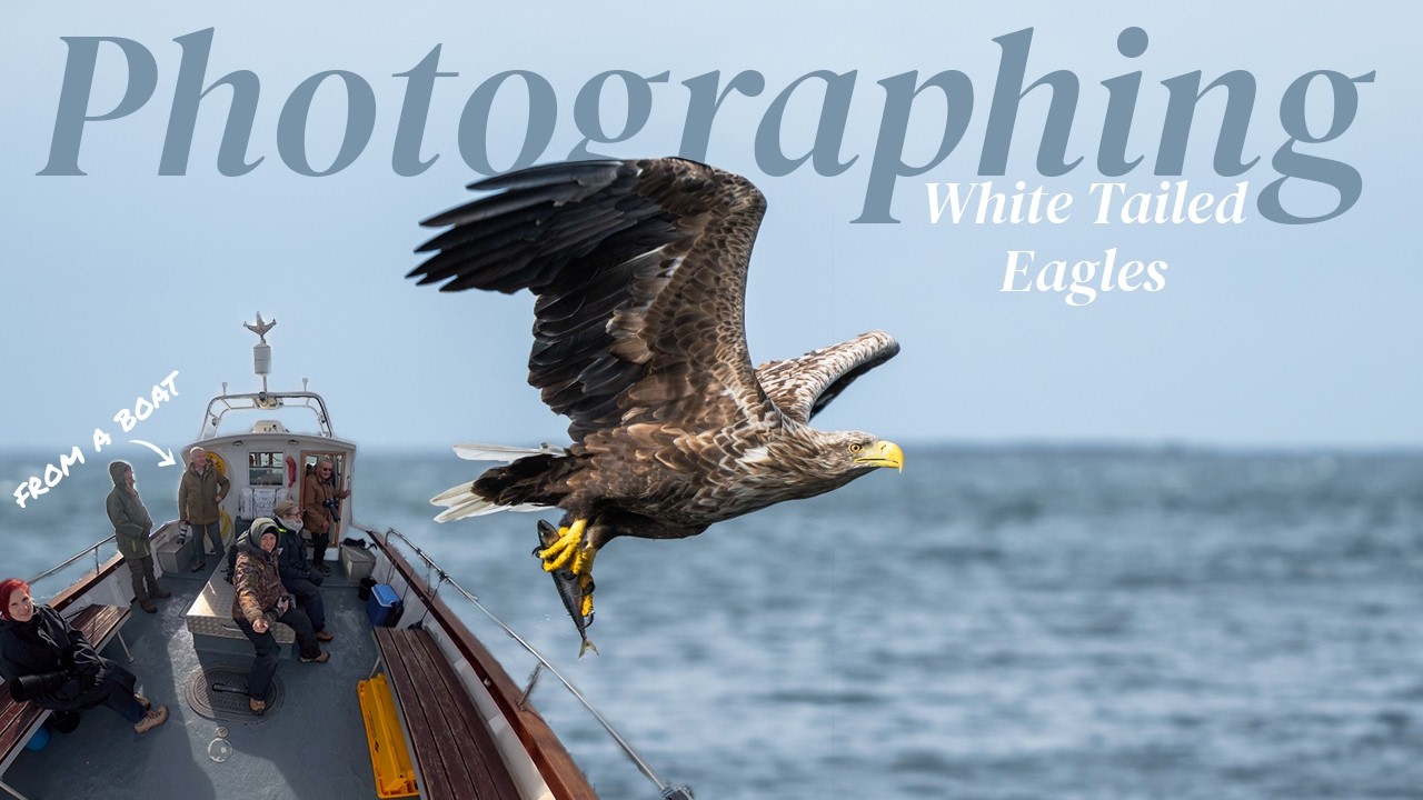 Фотографируем самую большую хищную птицу Великобритании | Орлан-белохвост