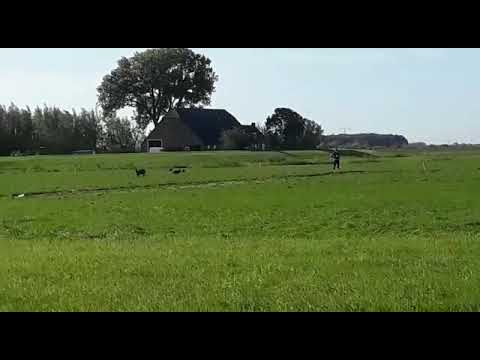 Nk  coursing,  werkendam. Greyhound VS Galgo.