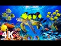 Ocean 4K - Beautiful Coral Reef Fish in Aquarium, Sea Animals for Relaxation (4K Video Ultra HD) #14