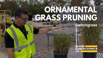 ORNAMENTAL GRASS PRUNING - SWITCHGRASS