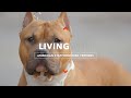 ALL ABOUT LIVING WITH AMERICAN STAFFORDSHIRE TERRIERS の動画、YouTube動画。