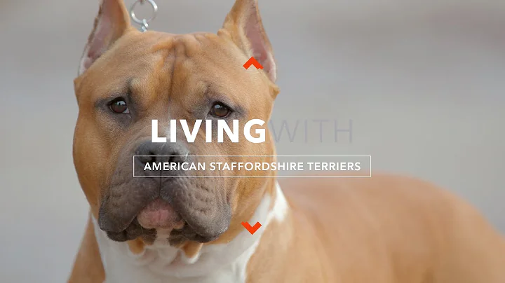ALL ABOUT LIVING WITH AMERICAN STAFFORDSHIRE TERRI...
