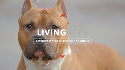 ALL ABOUT LIVING WITH AMERICAN STAFFORDSHIRE TERRIERS