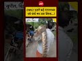 OMG! इतने बड़े मगरमच्छ को कंधे पर उठा लिया...!. | Bihar News | #crocodile  #viral #shorts #trending
