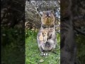 This Animal Smiles 24/7 😳 World’s Happiest Creature Revealed!
