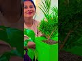 Madhukamini #garden #bollywood