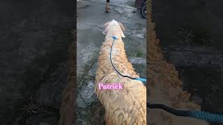 Hasil buruan kita pagi ini. Kita beri nama Patrick ajah ya.. hehe   #sheep #shorts #dombaqurban