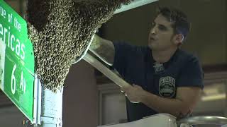 Times Square beehive causes huge buzz