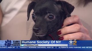 Furry Friend Finder: Gypsy and Pocahontas