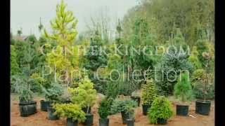Conifer Kingdom Plant Collection