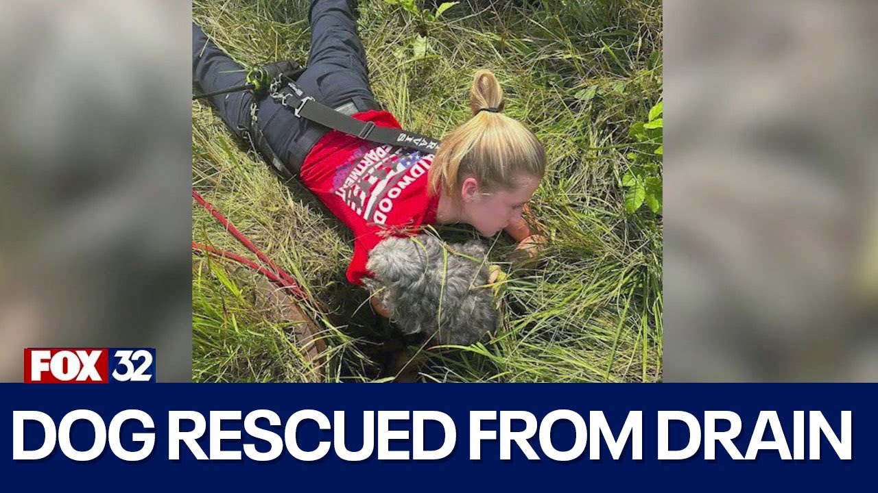 Dog rescued from abandoned storm drain in south suburb, reunited with ...