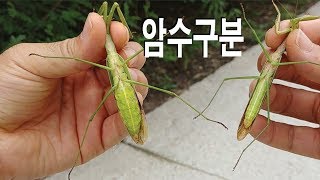 사마귀 채집과 번식