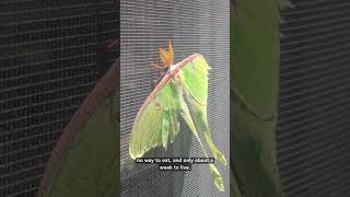 Did you know adult luna moths have no mouths??