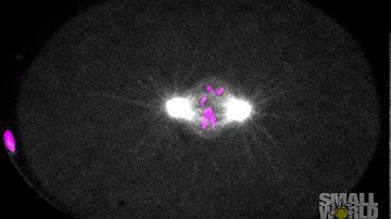 First Embryonic Division of a Nematode Worm | 2017 Nikon Small World
