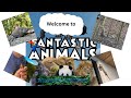 Fantastic Animals Introduction