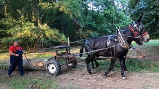 Tennessee Mule Logging: Banning Tract1