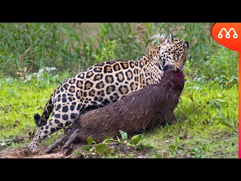 CUANDO EL JAGUAR ATACA AL CAPYVAR