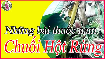 Chuối hột rừng|Những bài thuốc nam thông dụng|LAS TV
