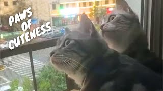 Adorable Pet Antics | Cute and Funny Dog & Cat Compilation || PETASTIC 🐾 by PETASTIC 509 views 2 months ago 14 minutes, 31 seconds