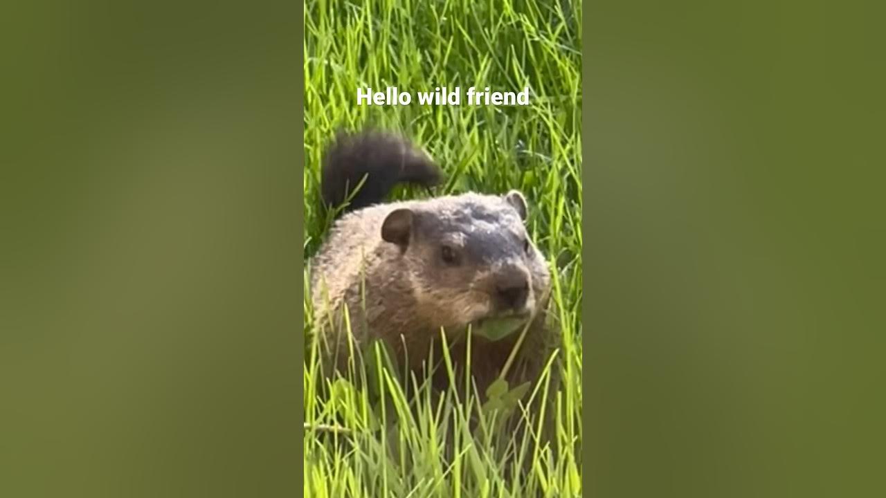 backyard animals wild woodchuck rodent animal animalshorts ispy backyard-animals-wild-woodchuck-rodent-animal-animalshorts-ispy