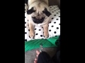 Pug throwing a tantrum over nail clippers!!!