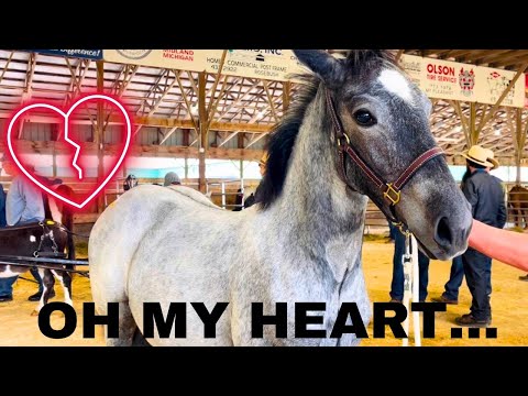 Emotional Horse Auction-Unexpected Bidding War