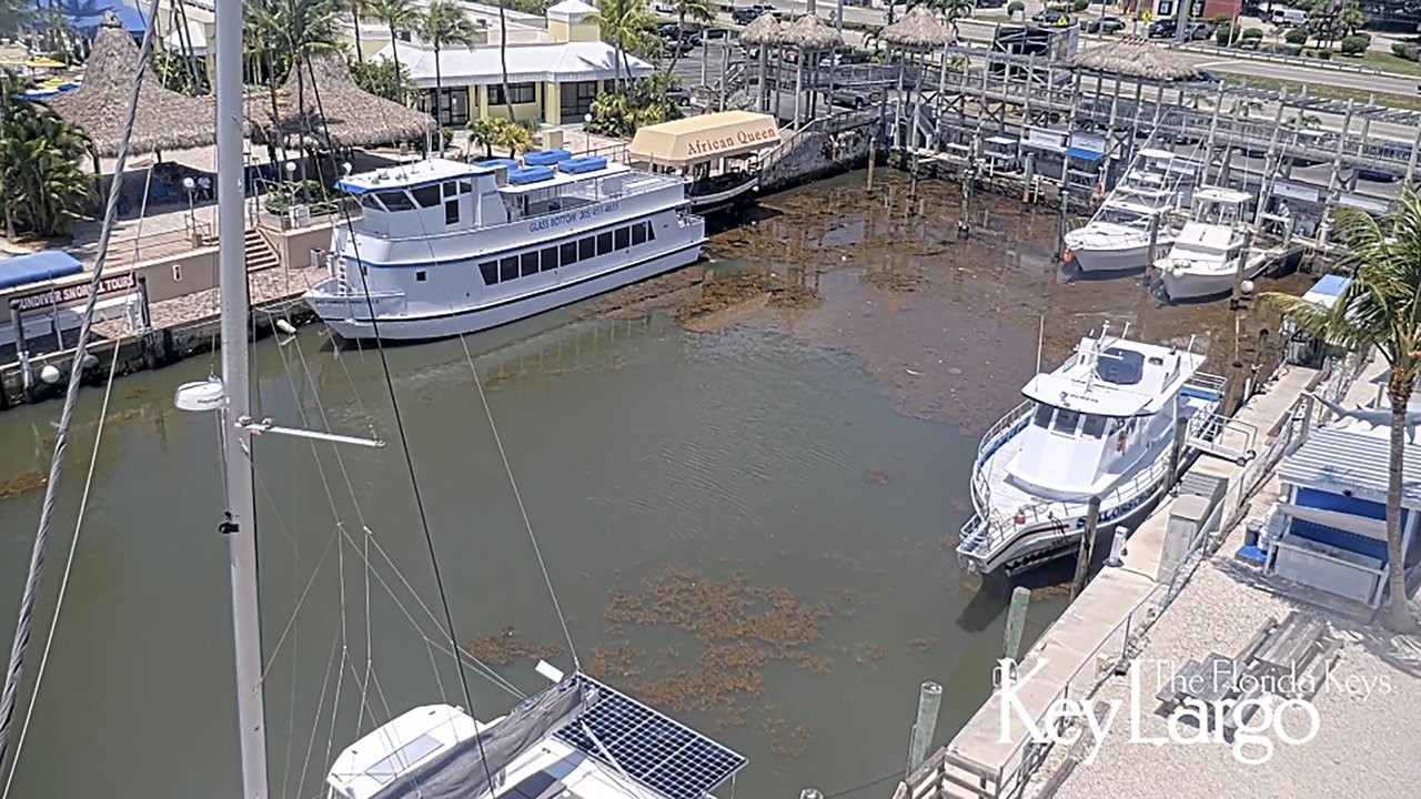 Dolphin Live Webcam – Key Largo, Florida Keys — Key Largo, FL live camera thumbnail