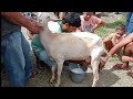 TIRANDO LEITE DE CABRAS FEIRA DE ANIMAIS EM SANTA CECÍLIA-PB 10-07-2022 CABRAS LEITEIRAS À VENDA