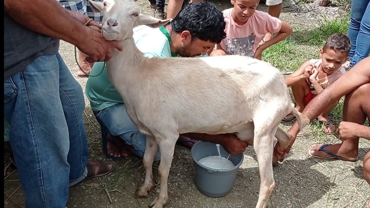 TIRANDO LEITE DE CABRAS FEIRA DE ANIMAIS EM SANTA CECÍLIA-PB 10-07-2022 CABRAS LEITEIRAS À VENDA