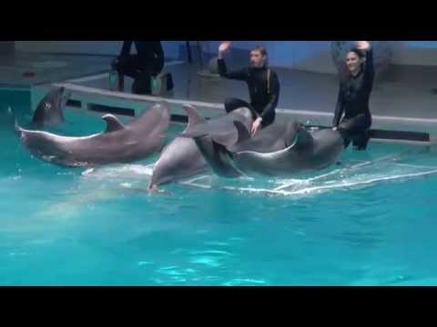 Video: „Tai Buvo Tiesiog Ten: Delfinas, Delfinas, Delfinas“