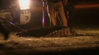 Alligator Captured Near Dallas School