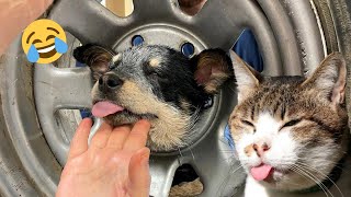 Can't Have Nice Things CAT and DOG Edition Vol. 5 🐾 YLYL 2024