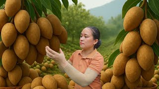 Harvesting Sapodilla Fruit goes to the market sell, Cooking, Pet Care