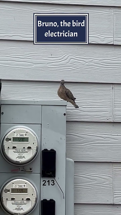 BRUNO, THE BIRD ELECTRICIAN #shorts#viral#birds #shortsvideo #trending #trendingshorts #shortsfeed