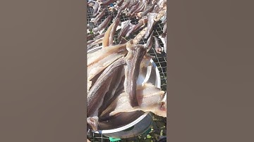 KHÔ CÁ LÓC CỬNG XUỐNG GIÀN CÔ CHÚ ƠI😁 #cauutbankho