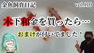 木下養魚場産の更紗和金買いました！塩浴中にとんでもないことが！