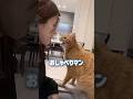 ママのそばに来るとおしゃべりが止まらない超甘えん坊の猫【とらまる】